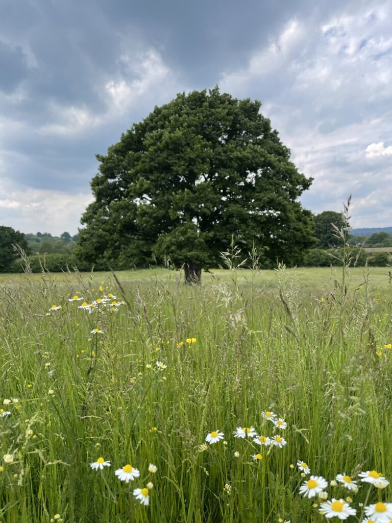 oak tree in field