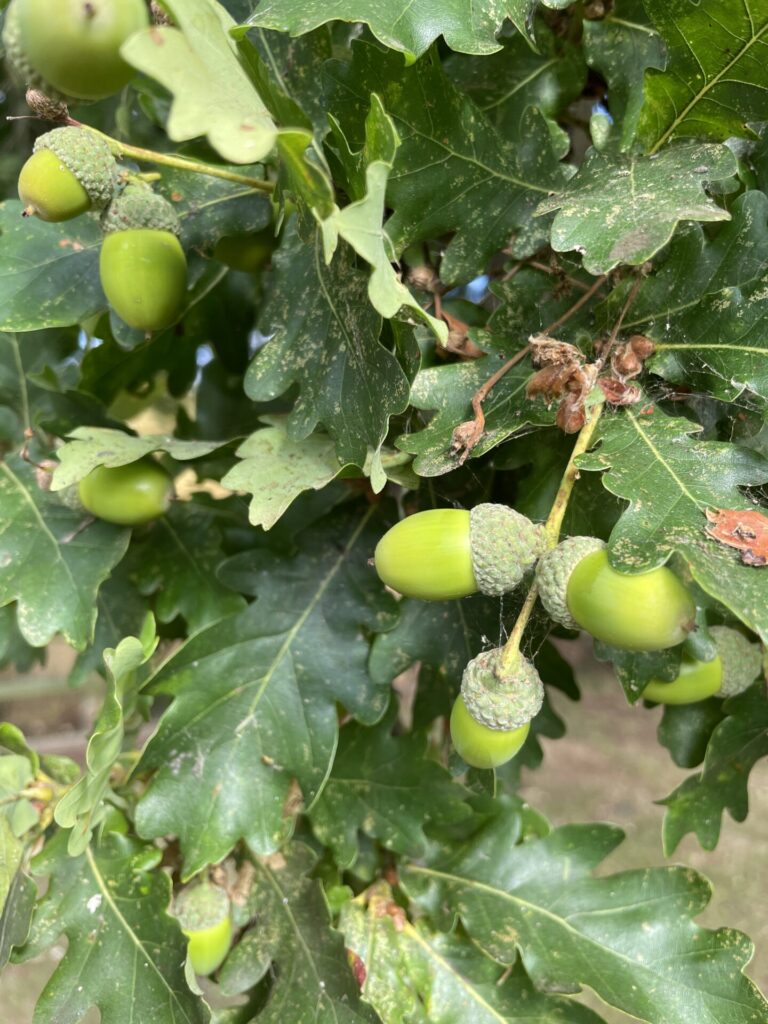 oak leaves with acorns